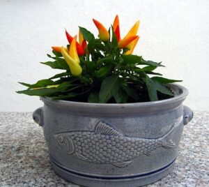 piment dans un pot de vase