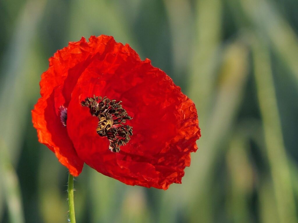 Coquelicot