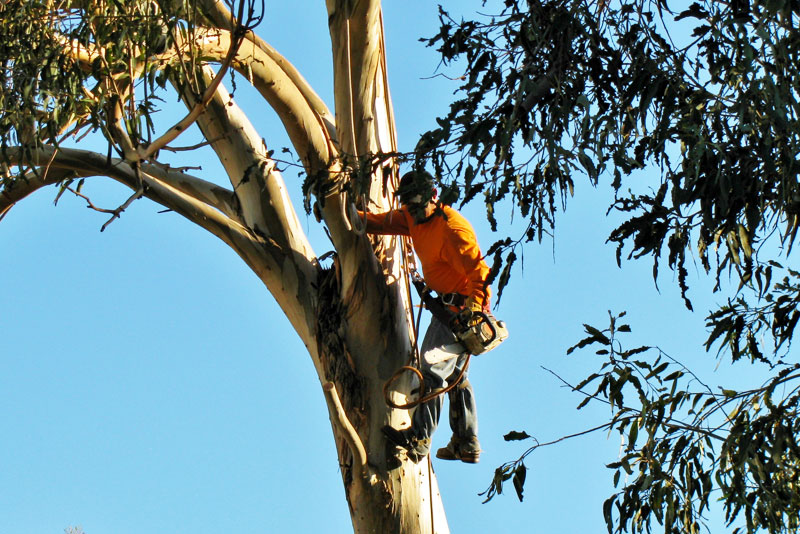 Élagage des arbres