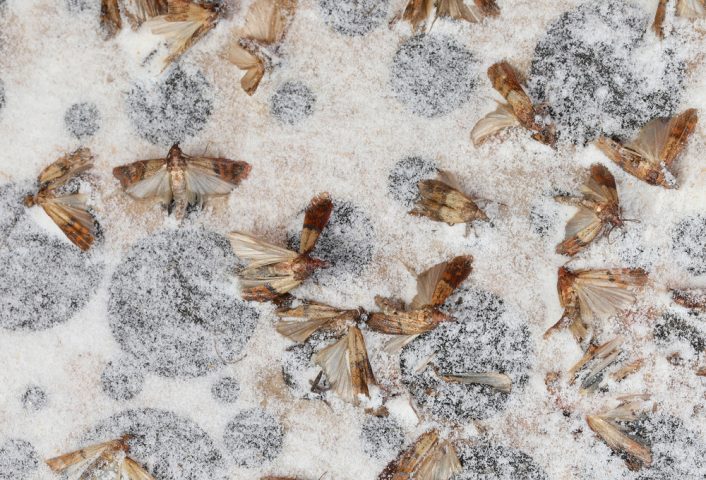 Mites alimentaires : ces astuces pour se protéger de l'infestation : Femme  Actuelle Le MAG