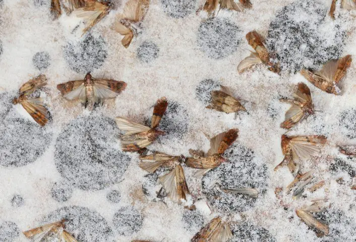 Antimite : 6 astuces naturelles pour se débarrasser des mites