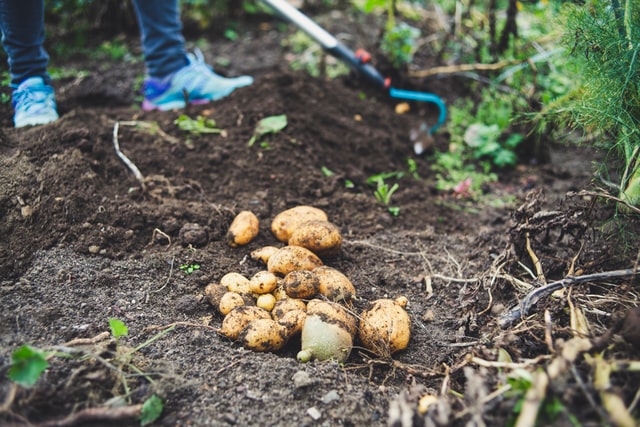 planter un pomme de terre