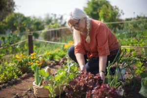 entretien potager