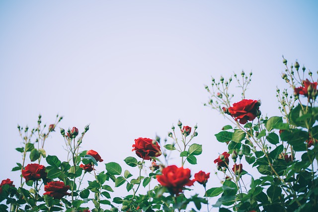 décorer le jardin