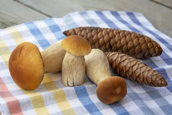 Comment faire pousser des champignons naturellement à la maison ?