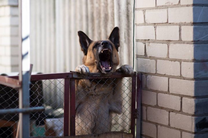 chien garde sécurité maison protection