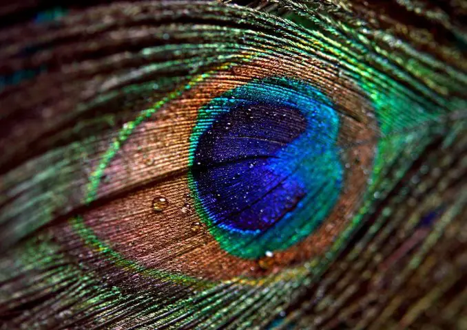 Des plumes naturelles, pour une touche bohème à votre intérieur Des plumes naturelles, pour une touche bohème à votre intérieur