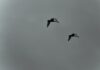3_critères_pour_bien_choisir_ses_filets_pare_oiseaux