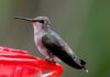 Bricolage_de_mangeoire_pour_oiseaux_moderne
