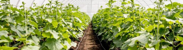 Comment choisir entre une bâche de serre thermique et diffusante