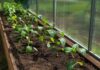 DIY:_comment_fabriquer_une_serre_de_jardin?