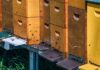 Installer_une_ruche_d’abeille_dans_son_jardin