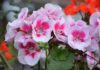 Jardinière:_conseils_pour_sublimer_votre_espace_extérieur